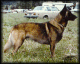 Itzawee Oso Negro.gif (50564 bytes)