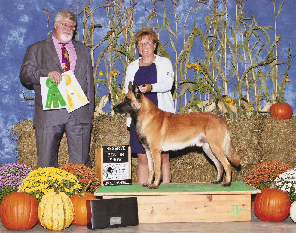 akc breed standings