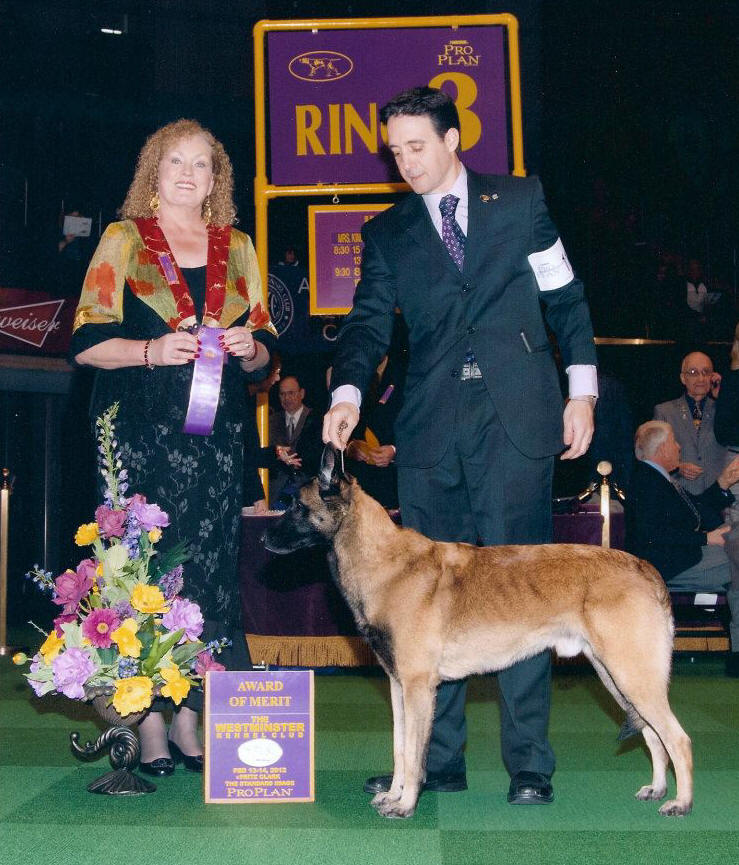 akc breed standings