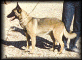 d'bel_junz_bcnu.gif (41182 bytes)