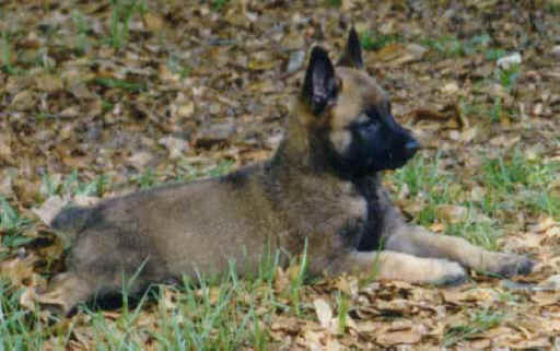 dite_down_pup.jpg (32845 bytes)