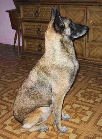 dite sit.jpg (66552 bytes)