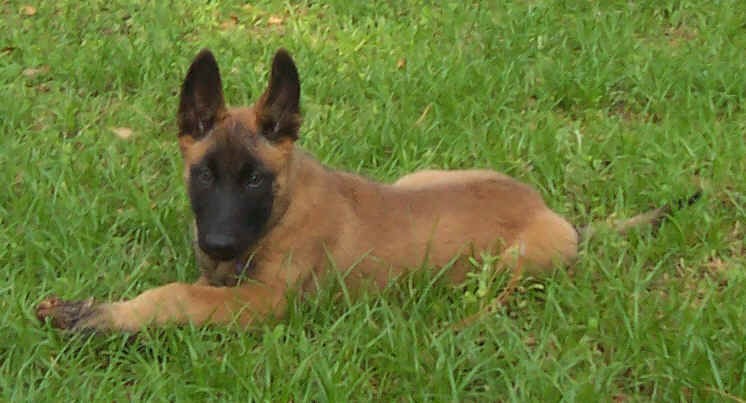gambit11wks3.jpg (38880 bytes)