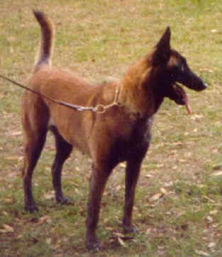obi5yrs.jpg (32653 bytes)