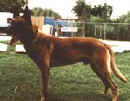paco.jpg (6983 bytes)