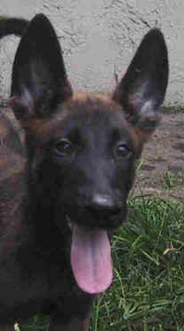 blue10wks2.jpg (8720 bytes)