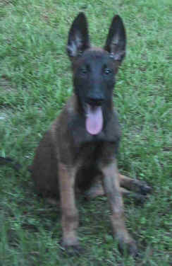 blue12weeks.jpg (12514 bytes)