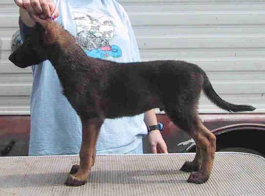 blue8wks.jpg (29114 bytes)