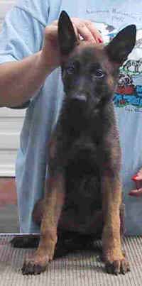 blue8wks2.jpg (14927 bytes)
