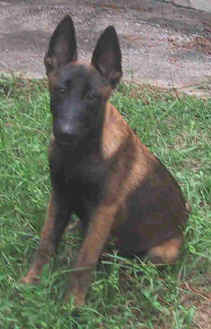 gambit4mth.jpg (10669 bytes)