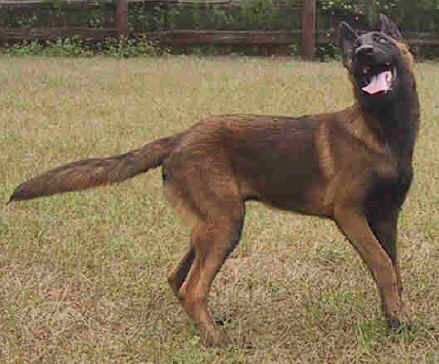 gambit5mth.jpg (22028 bytes)