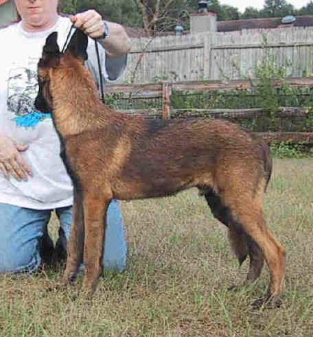 gambit5mthc.jpg (33647 bytes)