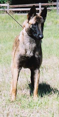 jade1yr4.jpg (31140 bytes)