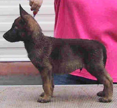 purple7wks3.jpg (19077 bytes)