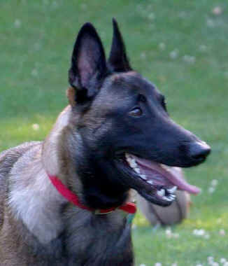 ringo1yr.jpg (11849 bytes)