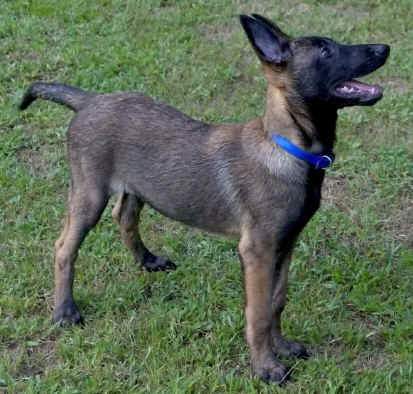 ringo3mth2.jpg (25429 bytes)