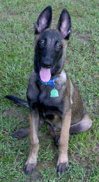ringo4mth2.jpg (14342 bytes)