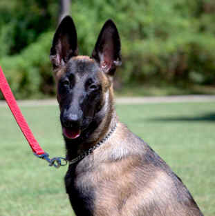 ringo5mth2.jpg (11510 bytes)