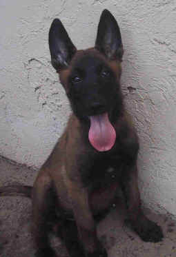 violet10wks2.jpg (9269 bytes)