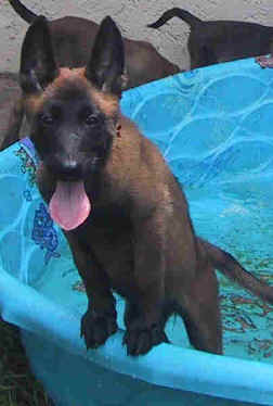 violet10wks4.jpg (12058 bytes)