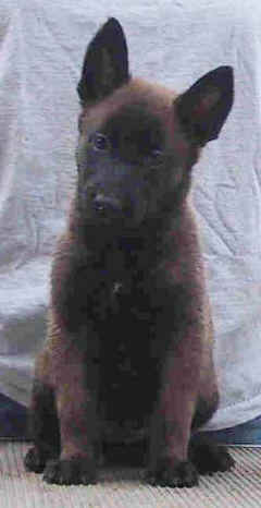 violet6wks2.jpg (10598 bytes)