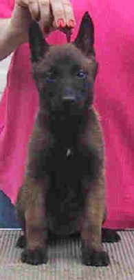 violet7wks2.jpg (8207 bytes)