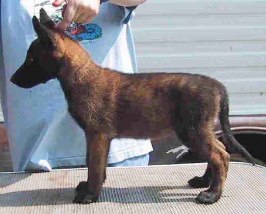 violet8wks.jpg (29192 bytes)