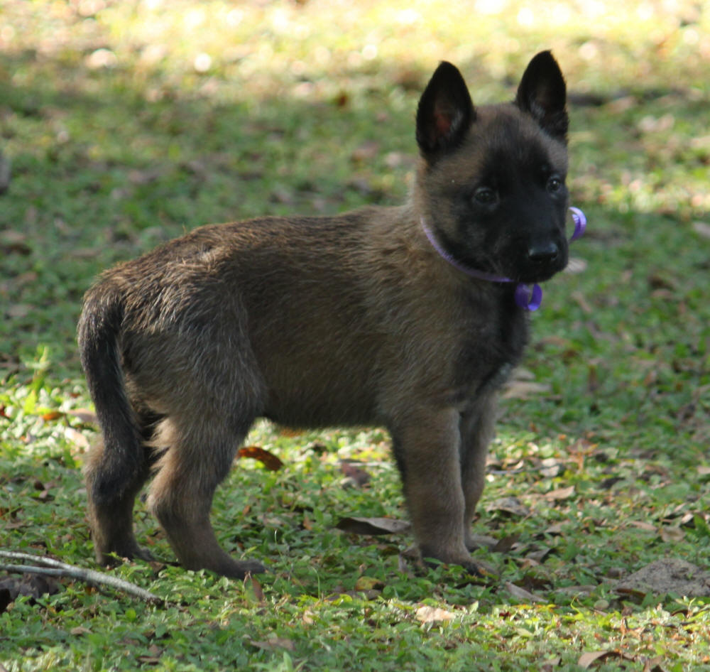 Mystique's Southern Litter