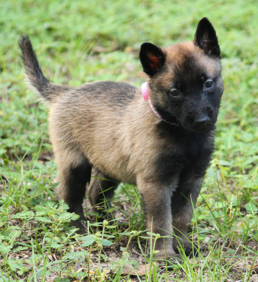 Mystique's Southern Litter