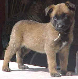 bud_pup2.jpg (10668 bytes)