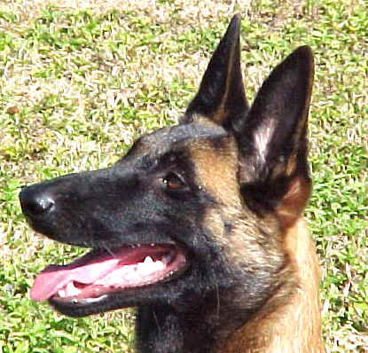 katie_12mth_head.jpg (62203 bytes)