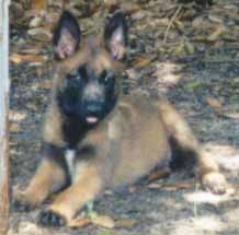 katy_8wk.jpg (15411 bytes)