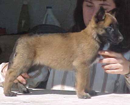 katy_pup3.jpg (19614 bytes)