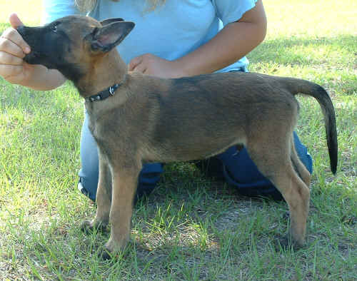BabyRogueTracking011.jpg (332483 bytes)