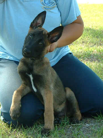 BabyRogueTracking017.jpg (336565 bytes)
