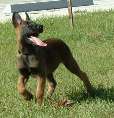 BabyRogueTracking037.jpg (338803 bytes)