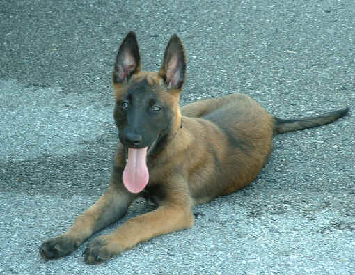 BabyRogueTracking052.jpg (347974 bytes)