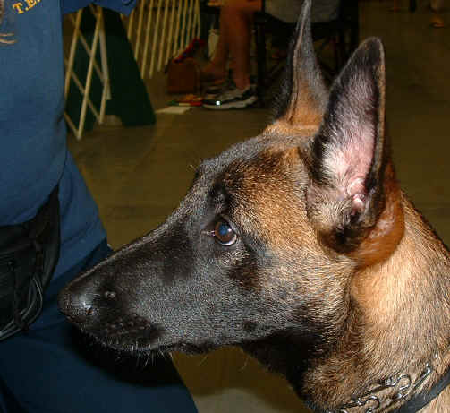 RogueattheDogShow021.jpg (330850 bytes)