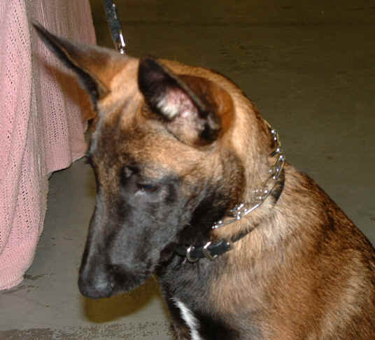 RogueattheDogShow024.jpg (320188 bytes)