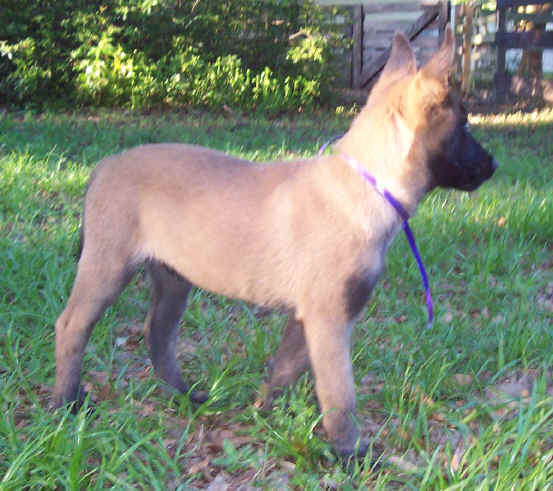 anakin11wks.jpg (41673 bytes)
