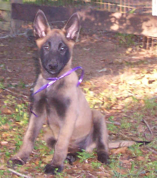 anakin11wks2.jpg (42492 bytes)