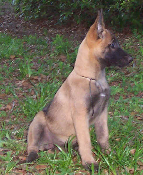 callista11wks2.jpg (40679 bytes)