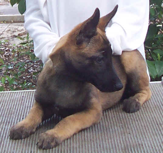 callista12wks2.jpg (31974 bytes)