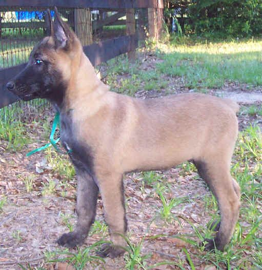 falco11wks.jpg (43354 bytes)