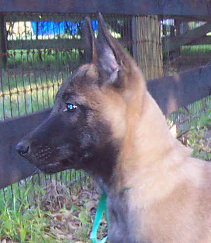 falco11wks2.jpg (26602 bytes)