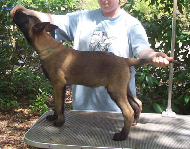 falco12wk.jpg (46594 bytes)