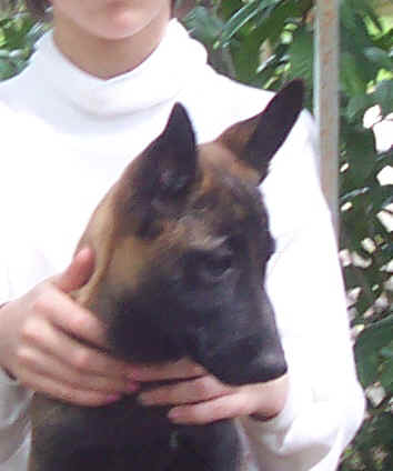 falco12wk2.jpg (14302 bytes)