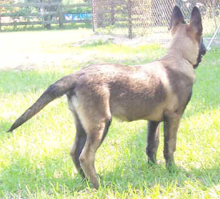 falco14wks.jpg (28919 bytes)