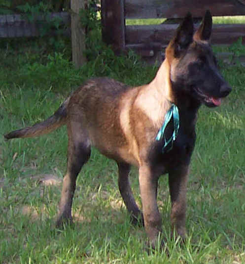 falco14wks2.jpg (34952 bytes)