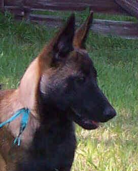 falco14wks3.jpg (12511 bytes)